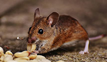 24 Hour & Emergency Exterminators in Whitehall, OH